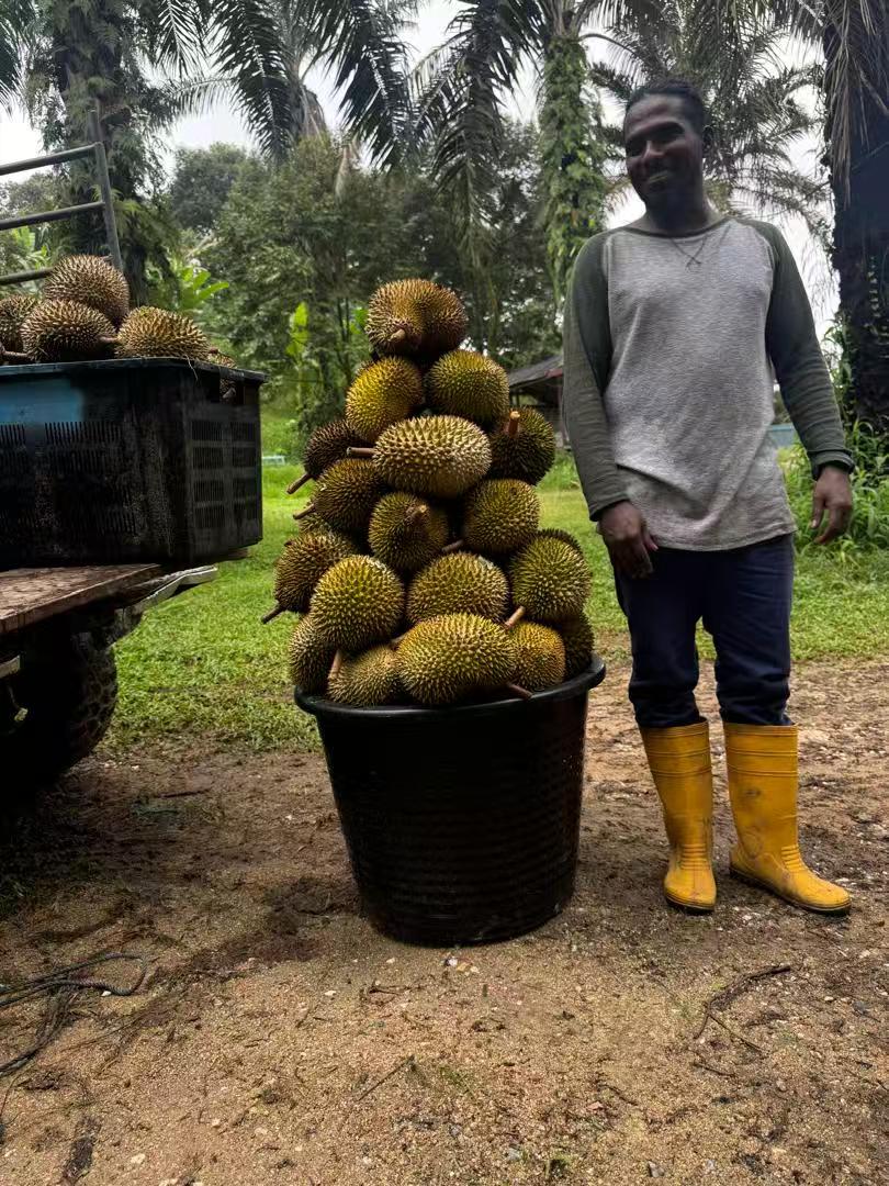 Freshly harvested durians at a Malaysian orchard