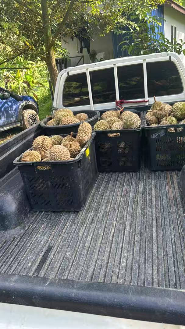 Fresh durians prepared for transport in Malaysia